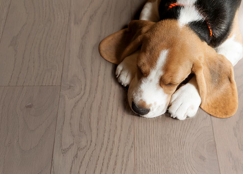 盤點得高Par-ky進口地板的高光時刻 圖片1 盤點得高Par-ky進口地板的高光時刻 圖片1