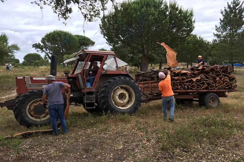 溯源軟木,環保地板的誕生 圖片12 溯源軟木,環保地板的誕生 圖片12