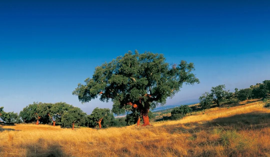 全國速凍為家穿秋褲,得高軟木為全家?guī)頊剀跋硎?image2 全國速凍為家穿秋褲,得高軟木為全家?guī)頊剀跋硎?image2