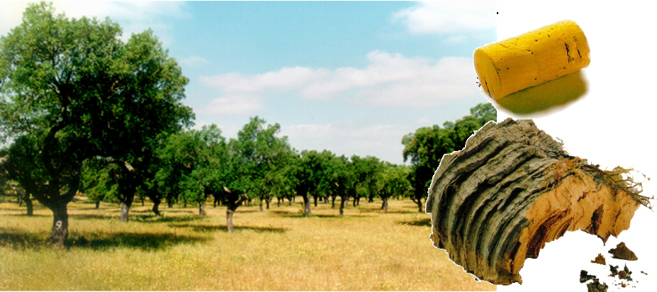 神奇植物在哪里，能上天、能入水的軟木！ 圖片16