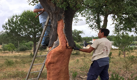 軟木走進家居，生活體驗全面升級